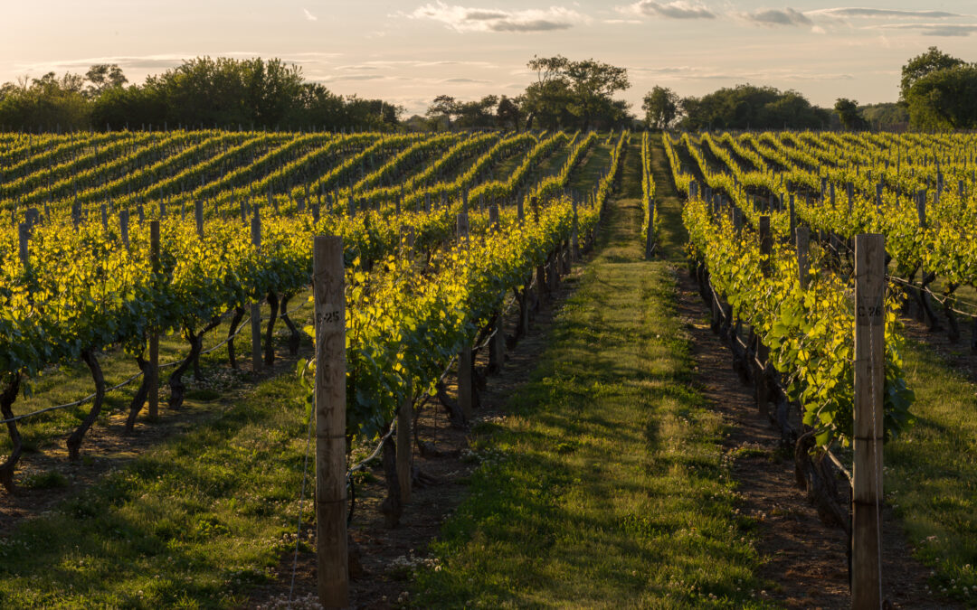 Septic Solutions for Wineries, Breweries, and Agri-Businesses in Frederick County