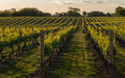 Septic Solutions for Wineries, Breweries, and Agri-Businesses in Frederick County